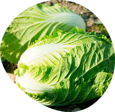 白菜