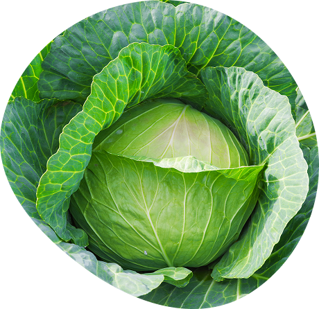 キャベツ